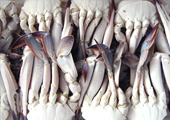 Frozen Cut Crab